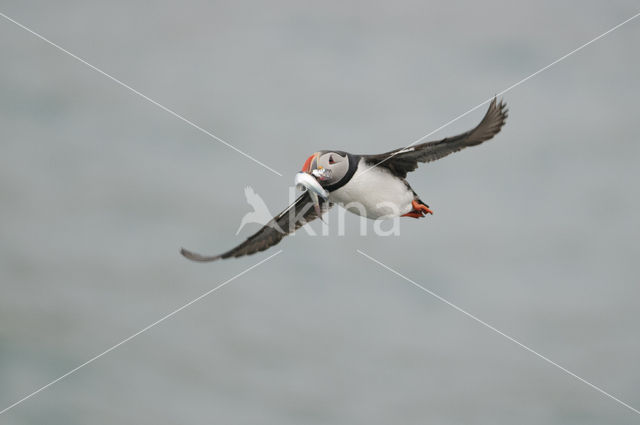 Atlantic Puffin (Fratercula arctica)