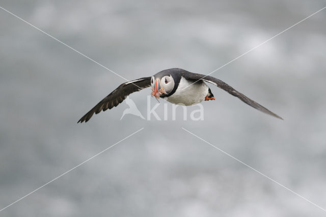 Atlantic Puffin (Fratercula arctica)