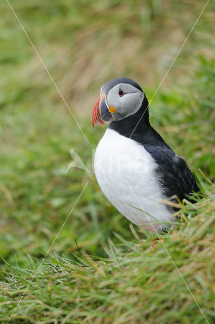 Atlantic Puffin (Fratercula arctica)