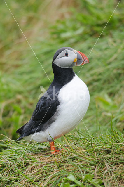 Atlantic Puffin (Fratercula arctica)