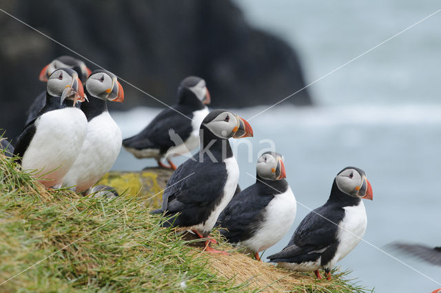 Atlantic Puffin (Fratercula arctica)