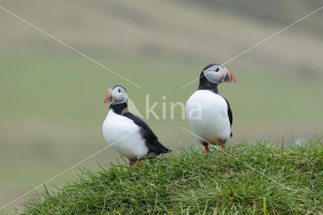 Atlantic Puffin (Fratercula arctica)
