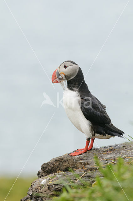 Atlantic Puffin (Fratercula arctica)