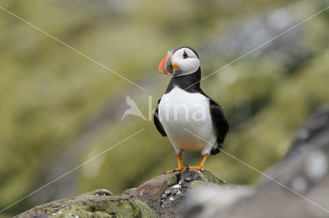 Atlantic Puffin (Fratercula arctica)