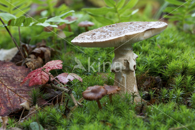 Parelamaniet (Amanita rubescens)