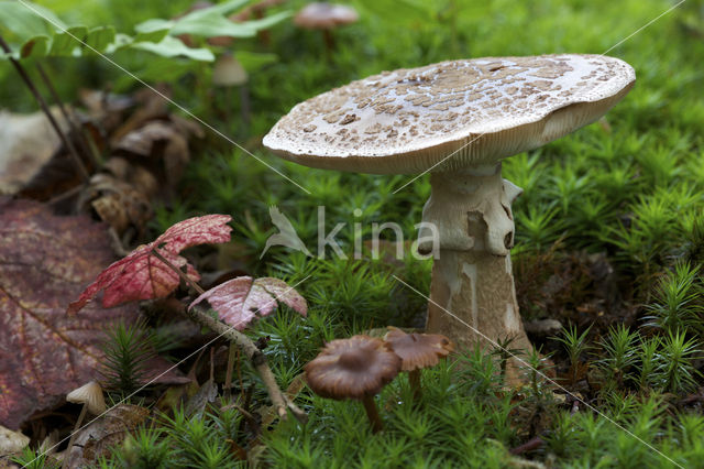 The Blusher (Amanita rubescens)