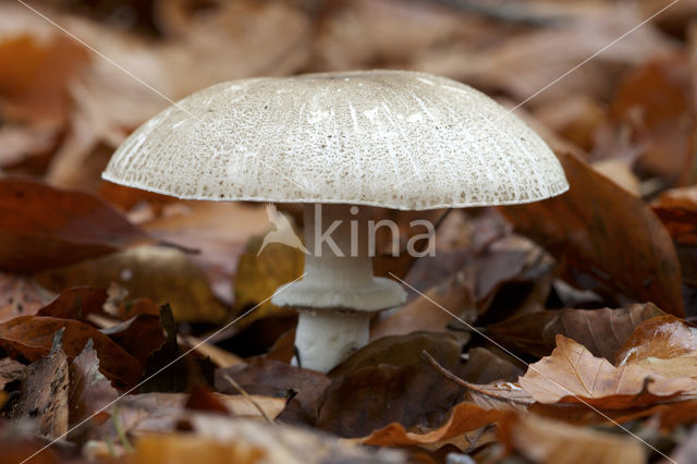 Parelhoenchampignon (Agaricus praeclaresquamosus)