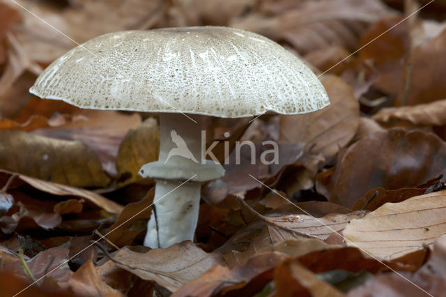 Parelhoenchampignon (Agaricus praeclaresquamosus)