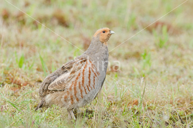 Grey Partridge (Perdix perdix)