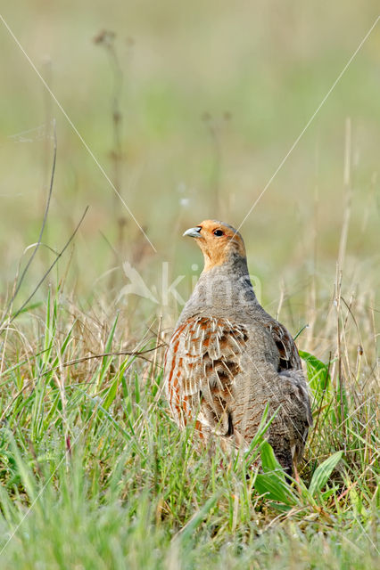 Grey Partridge (Perdix perdix)