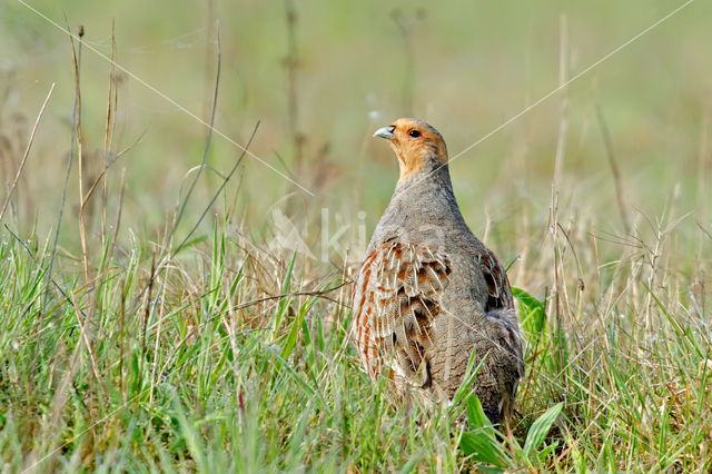 Grey Partridge (Perdix perdix)