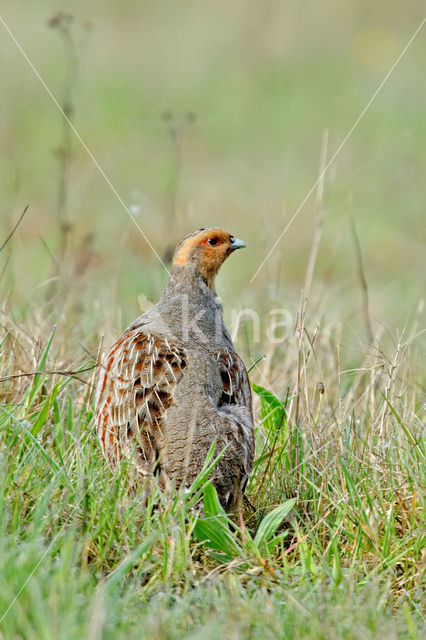 Grey Partridge (Perdix perdix)