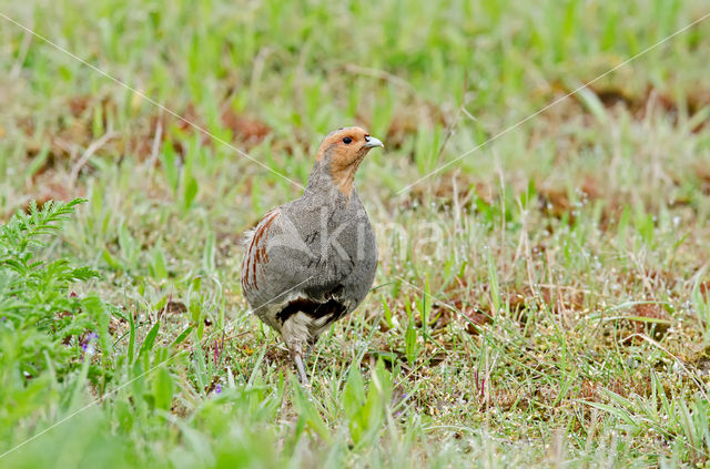 Grey Partridge (Perdix perdix)