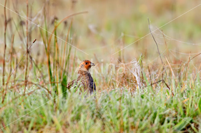 Grey Partridge (Perdix perdix)