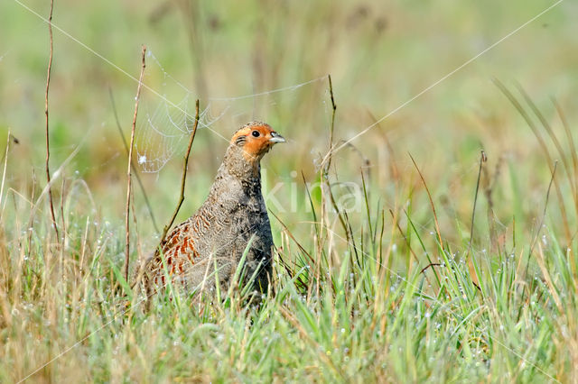 Grey Partridge (Perdix perdix)