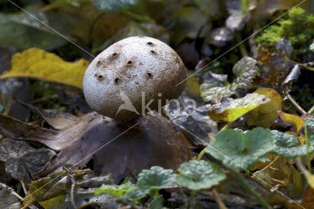 Myriostoma coliforme