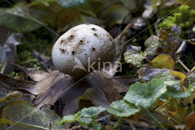 Peperbus (Myriostoma coliforme)