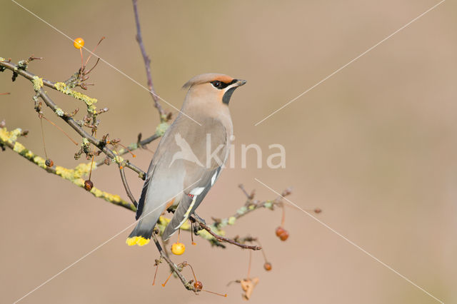 Bohemian Waxwing (Bombycilla garrulus)