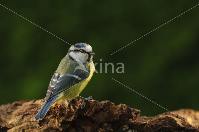 Pimpelmees (Parus caeruleus)