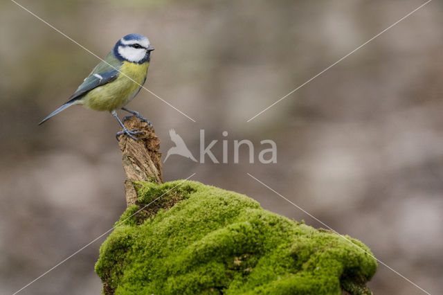 Blue Tit (Parus caeruleus)