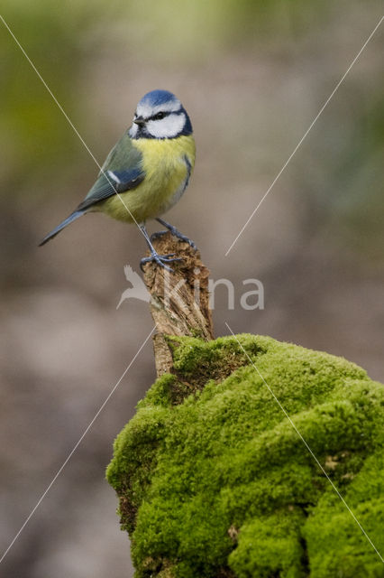 Pimpelmees (Parus caeruleus)