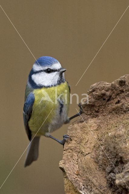 Blue Tit (Parus caeruleus)