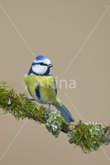 Blue Tit (Parus caeruleus)