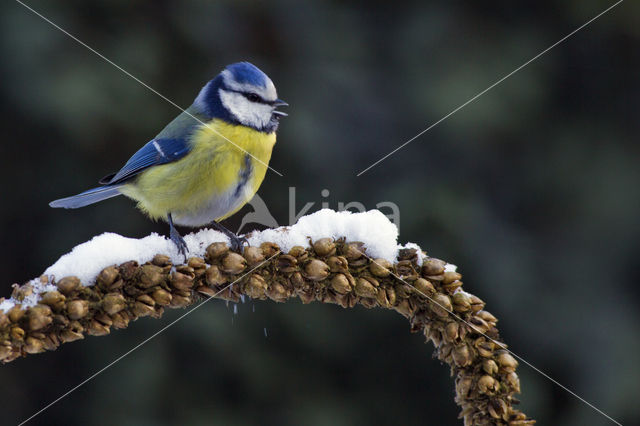 Blue Tit (Parus caeruleus)