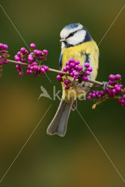 Blue Tit (Parus caeruleus)