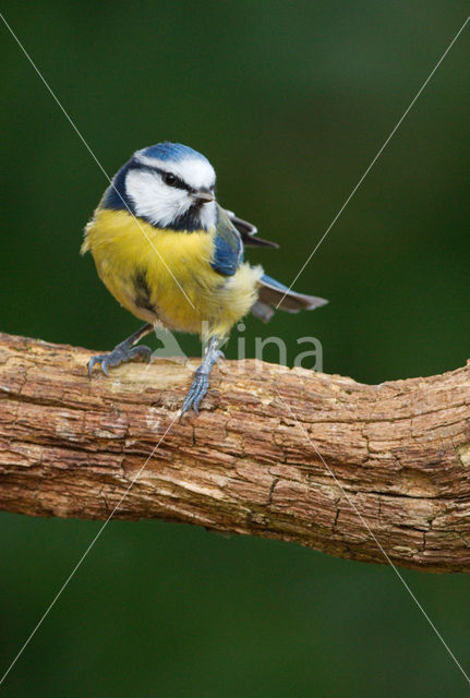 Pimpelmees (Parus caeruleus)