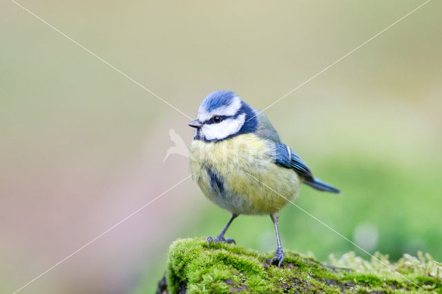 Pimpelmees (Parus caeruleus)