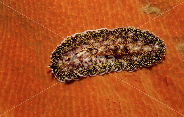 Flatworm (Planthelminthes sp)