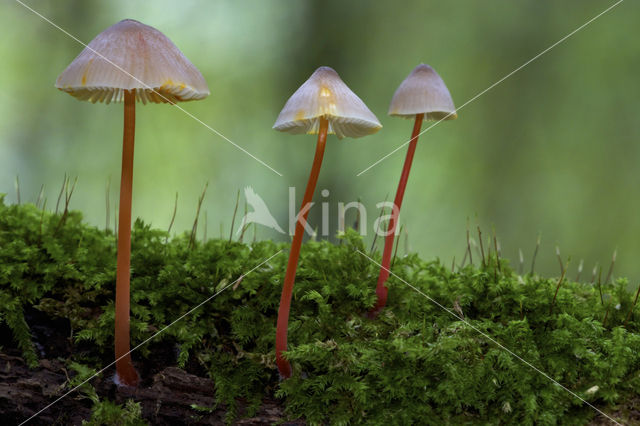 Prachtmycena (Mycena crocata)