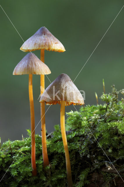 Mycena crocata