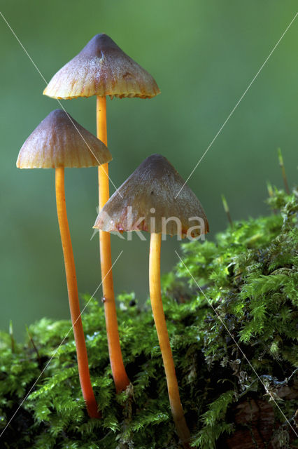 Mycena crocata