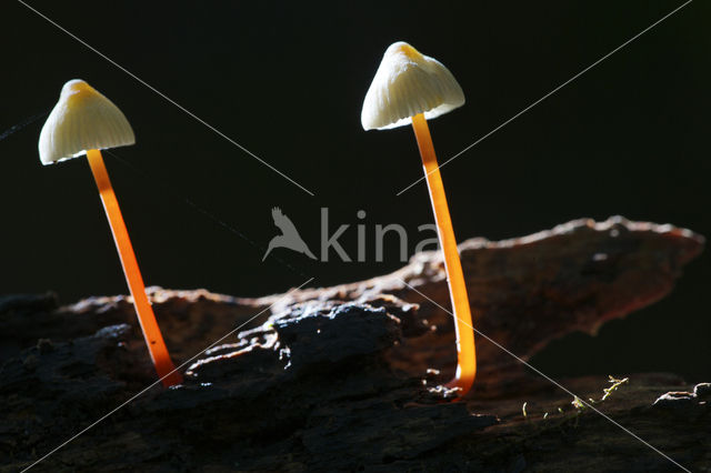 Mycena crocata