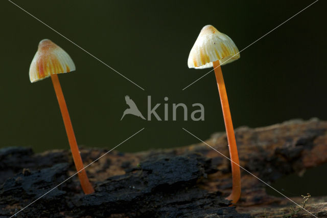 Prachtmycena (Mycena crocata)