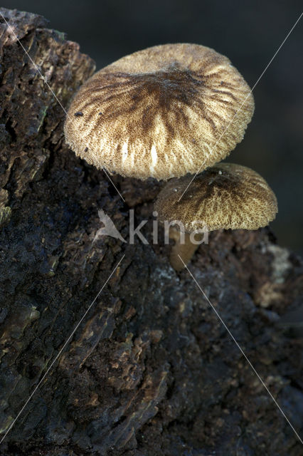 Pronkhertenzwam (Pluteus umbrosus)