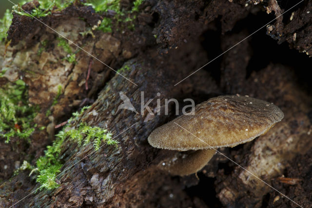 Pronkhertenzwam (Pluteus umbrosus)