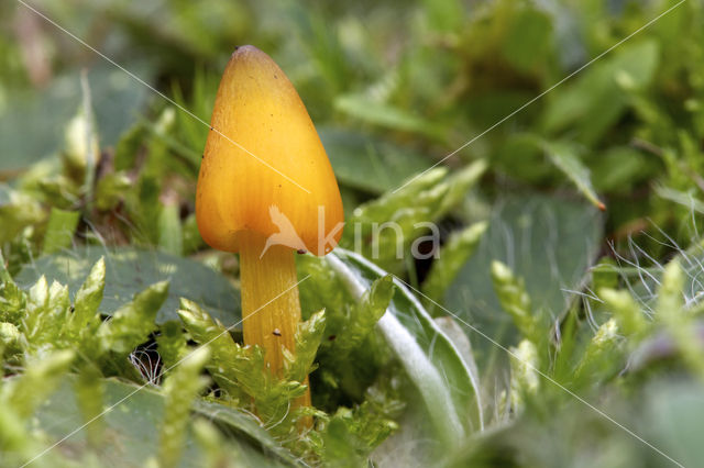 Puntmutswasplaat (Hygrocybe acutoconica)