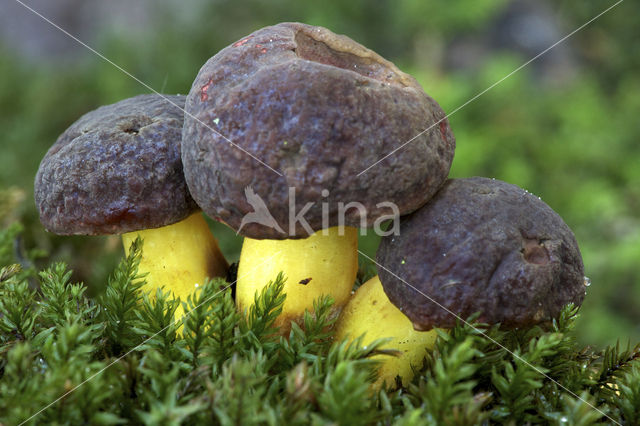 Purperbruine fluweelboleet (Boletus pruinatus)