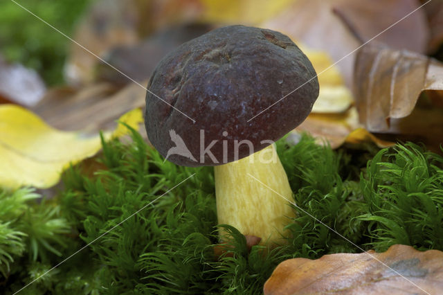 Boletus pruinatus