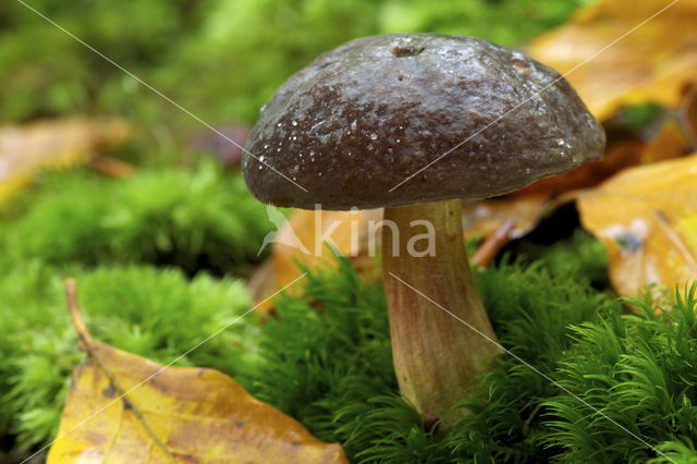 Purperbruine fluweelboleet (Boletus pruinatus)