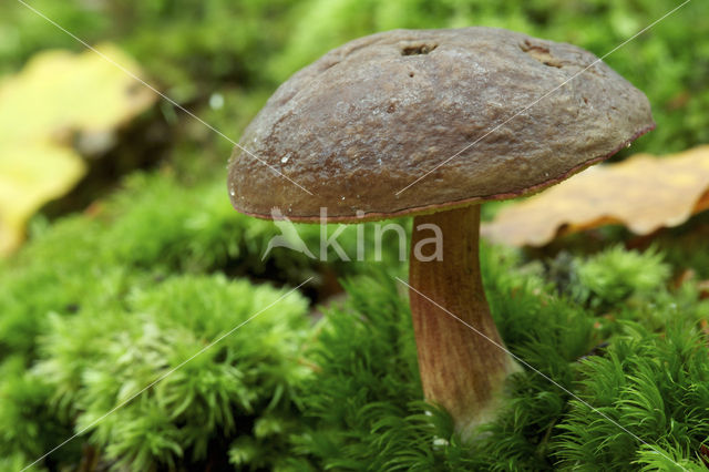 Boletus pruinatus