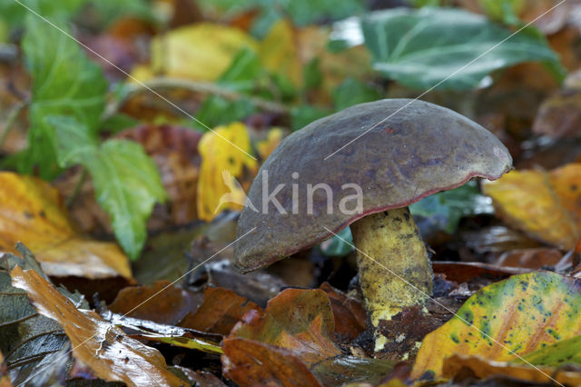 Boletus pruinatus