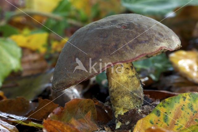 Boletus pruinatus