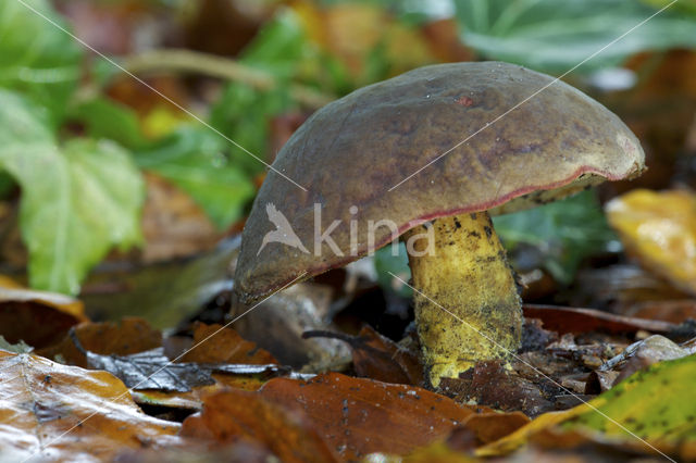 Purperbruine fluweelboleet (Boletus pruinatus)