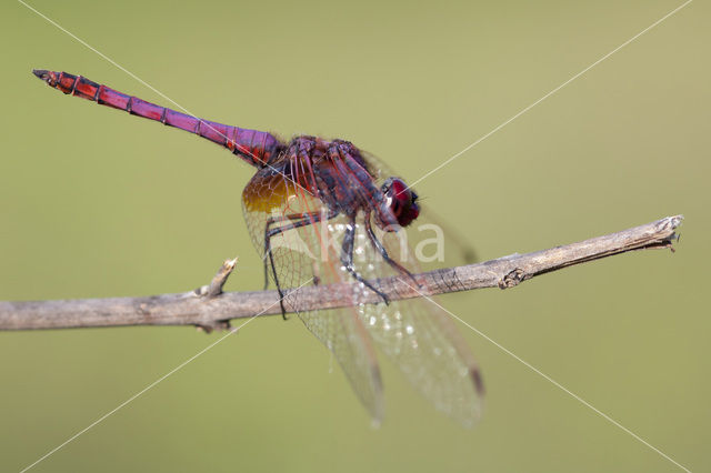 Violet-marked Darter (Trithemis annulata)