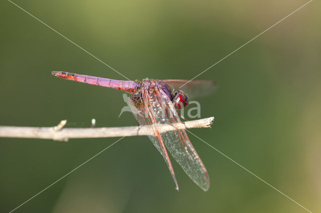 Purperlibel (Trithemis annulata)