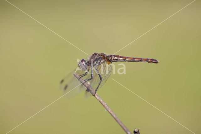 Purperlibel (Trithemis annulata)